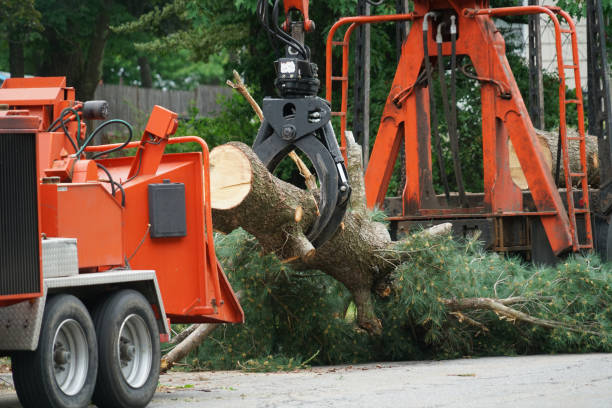 Best Tree Clearing Services  in Hudson, MI